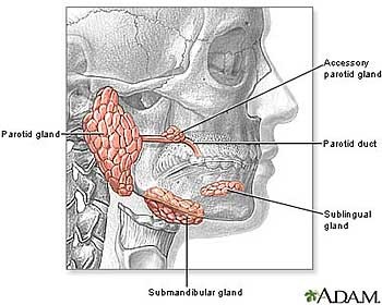 What Is the Function of Parotid Gland and Why Remove It during Facelift