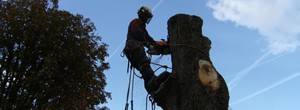 Know the Benefits of Tree surgeon in Luton and Tree surgeon in Dunstable