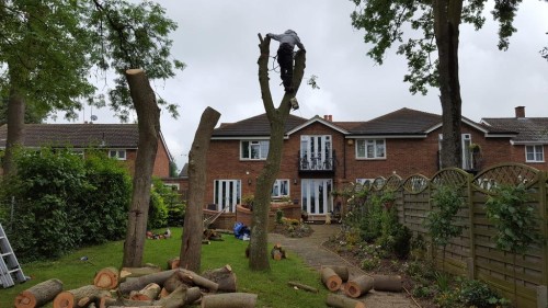 Importance of Tree surgeons in Luton